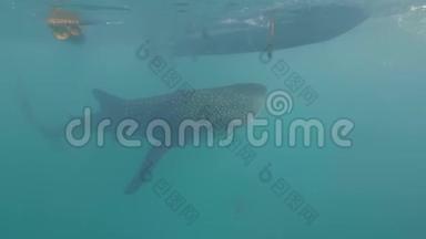 鲸鲨在水下清澈的海水中在船下游泳。 野生鲸鲨在透明的海水中游动